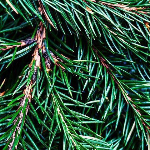 Fraser Fir Candle
