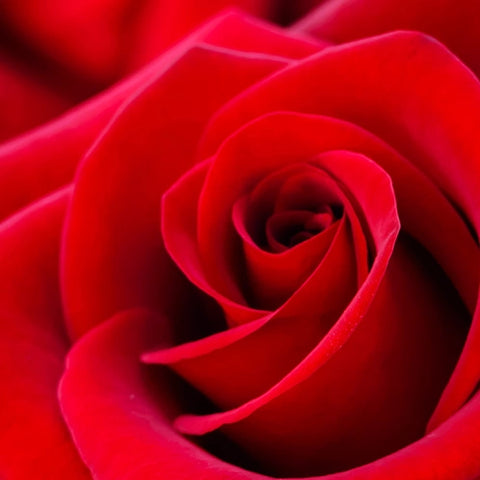 Rose Petals Candle